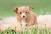 Honeybee, a female Chihuahua for sale in Warsaw, IN – 1 of 6