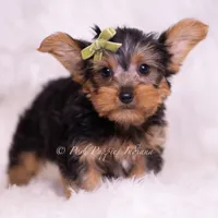 Skittles, a male Yorkshire Terrier for sale in Warsaw, IN – 1 of 6