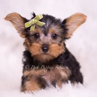 Skittles, a male Yorkshire Terrier for sale in Warsaw, IN – 3 of 6