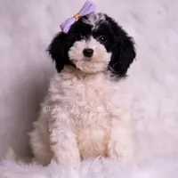 rissa, a female Miniature Goldendoodle for sale in Warsaw, IN – 3 of 4