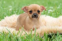 Cortez, a male Chihuahua for sale in Warsaw, IN – 5 of 6