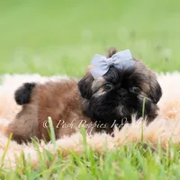Alamo Imperial AKC, a male Shih Tzu for sale in Warsaw, IN – 2 of 4