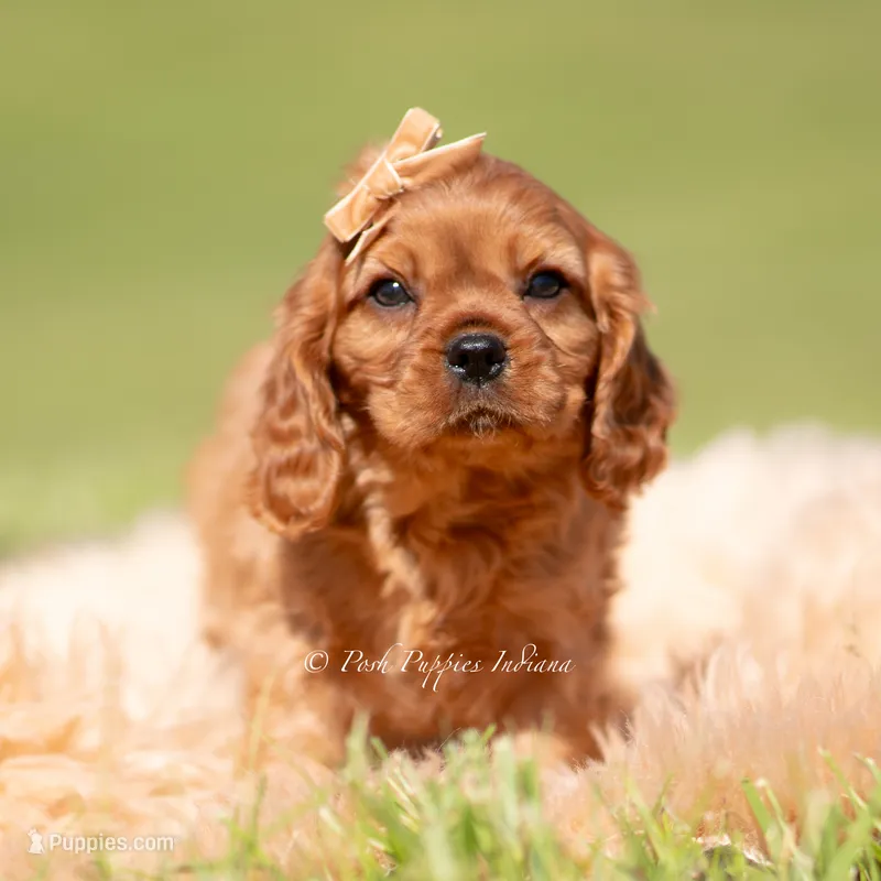 Murphy – Cavalier King Charles Spaniel puppy for sale in Warsaw, IN