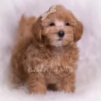 Tiana, a female Maltipoo for sale in Warsaw, IN – 5 of 6