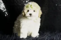 processed/074afcef-7574-4d9d-9caa-7b64469b39ab/listing/bb75ffc4-78f7-428f-a8cb-a6f29703aa56/8418418f-78e2-408d-b369-2264b0d08a0c