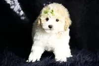 processed/074afcef-7574-4d9d-9caa-7b64469b39ab/listing/bb75ffc4-78f7-428f-a8cb-a6f29703aa56/d96fcef7-f1a4-4986-af80-a196a03250e9