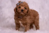 Bravo, a male Maltipoo for sale in Warsaw, IN – 6 of 8