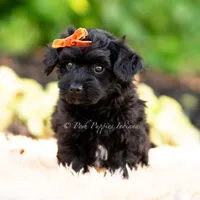 Gus Gus, a male Yorkshire Terrier and Poodle - Toy  for sale in Warsaw, IN – 4 of 6