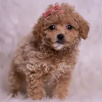 Kinsley, a female Maltipoo for sale in Warsaw, IN – 3 of 6