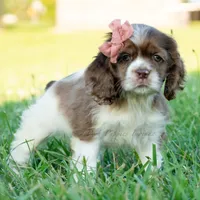 Rosslyn, a female Cocker Spaniel for sale in Warsaw, IN – 4 of 4