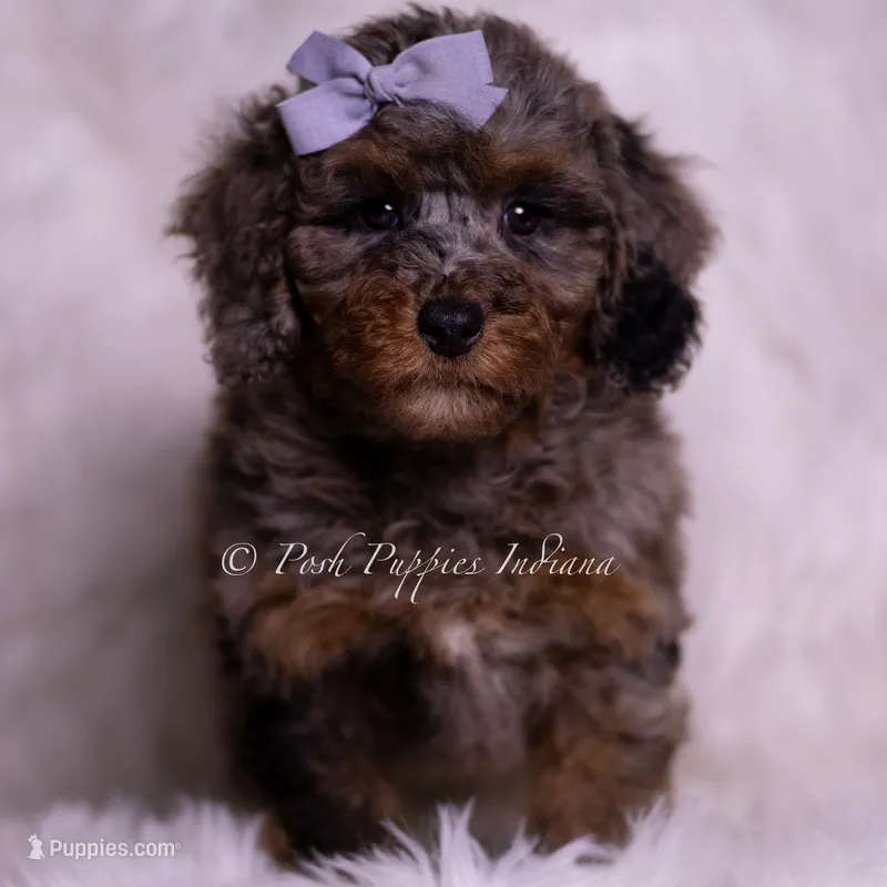 Adrian – Poodle - Toy  puppy for sale in Warsaw, IN