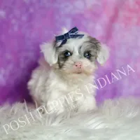 hufflepuff, a male Maltipoo for sale in Warsaw, IN – 8 of 9