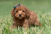 Putt Putt F1, a male Maltipoo for sale in Warsaw, IN – 2 of 10