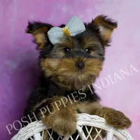 Buttons, a male Yorkshire Terrier for sale in Warsaw, IN – 3 of 5