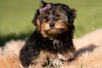 Ziggy, a male Yorkshire Terrier and Poodle - Toy  for sale in Warsaw, IN – 3 of 5