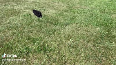 romeo, a male Poodle - Toy  for sale in Warsaw, IN – 7 of 8