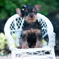 Twinkletuft, a male Yorkshire Terrier for sale in Warsaw, IN – 3 of 3