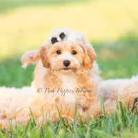 louie, a male Poodle - Toy  for sale in Warsaw, IN – 3 of 6