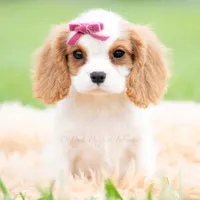 Maggie UABR, a female Cavalier King Charles Spaniel for sale in Warsaw, IN – 3 of 6