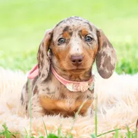 Sprinkles AKC, a male Miniature Dachshund for sale in Warsaw, IN – 8 of 10