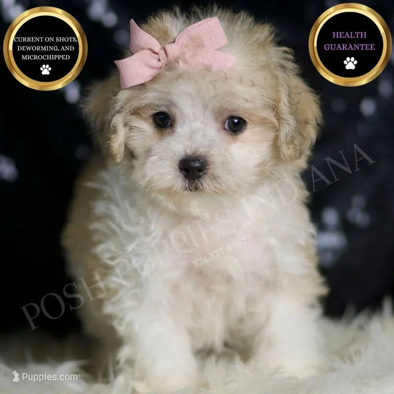 Banana – Maltipoo puppy for sale in Warsaw, IN