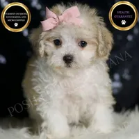 Banana, a female Maltipoo for sale in Warsaw, IN – Photo 1 of 7