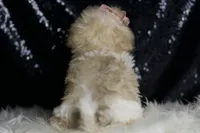 Banana, a female Maltipoo for sale in Warsaw, IN – Photo 3 of 7