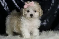 Banana, a female Maltipoo for sale in Warsaw, IN – Photo 6 of 7