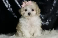 Banana, a female Maltipoo for sale in Warsaw, IN – Photo 4 of 7