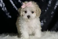 Banana, a female Maltipoo for sale in Warsaw, IN – Photo 5 of 7