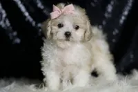 Banana, a female Maltipoo for sale in Warsaw, IN – Photo 7 of 7