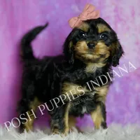 Kisses, a female Cavapoo for sale in Warsaw, IN – Photo 6 of 6