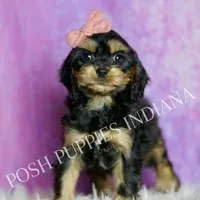 Kisses, a female Cavapoo for sale in Warsaw, IN – Photo 5 of 6