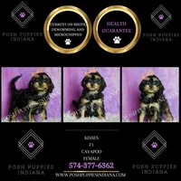 Kisses, a female Cavapoo for sale in Warsaw, IN – Photo 4 of 6