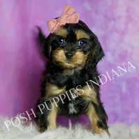 Kisses, a female Cavapoo for sale in Warsaw, IN – Photo 3 of 6