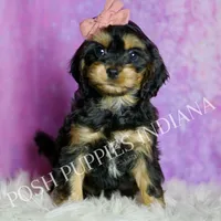 Kisses, a female Cavapoo for sale in Warsaw, IN – Photo 1 of 6