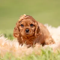 Murphy, a male Cavalier King Charles Spaniel for sale in Warsaw, IN – 5 of 5