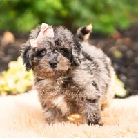 Mossmallow, a male Maltipoo for sale in Warsaw, IN – 5 of 6