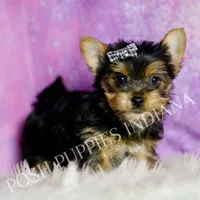 Aaron, a male Yorkshire Terrier for sale in Warsaw, IN – Photo 1 of 6