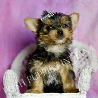 Aaron, a male Yorkshire Terrier for sale in Warsaw, IN – Photo 4 of 6