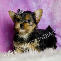 Aaron, a male Yorkshire Terrier for sale in Warsaw, IN – Photo 5 of 6