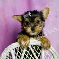 Aaron, a male Yorkshire Terrier for sale in Warsaw, IN – Photo 3 of 6