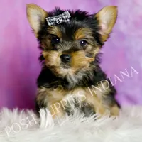 Aaron, a male Yorkshire Terrier for sale in Warsaw, IN – Photo 6 of 6