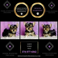 Aaron, a male Yorkshire Terrier for sale in Warsaw, IN – Photo 2 of 6