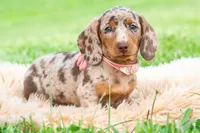 Sprinkles AKC, a male Miniature Dachshund for sale in Warsaw, IN – 6 of 10