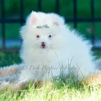 Marshmallow, a male Pomeranian for sale in Warsaw, IN – 2 of 6