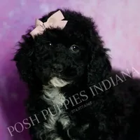AKC Esme, a female Poodle - Miniature  for sale in Warsaw, IN – Photo 6 of 6