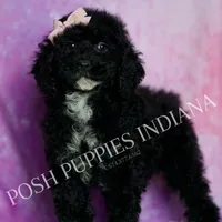 AKC Esme, a female Poodle - Miniature  for sale in Warsaw, IN – Photo 5 of 6