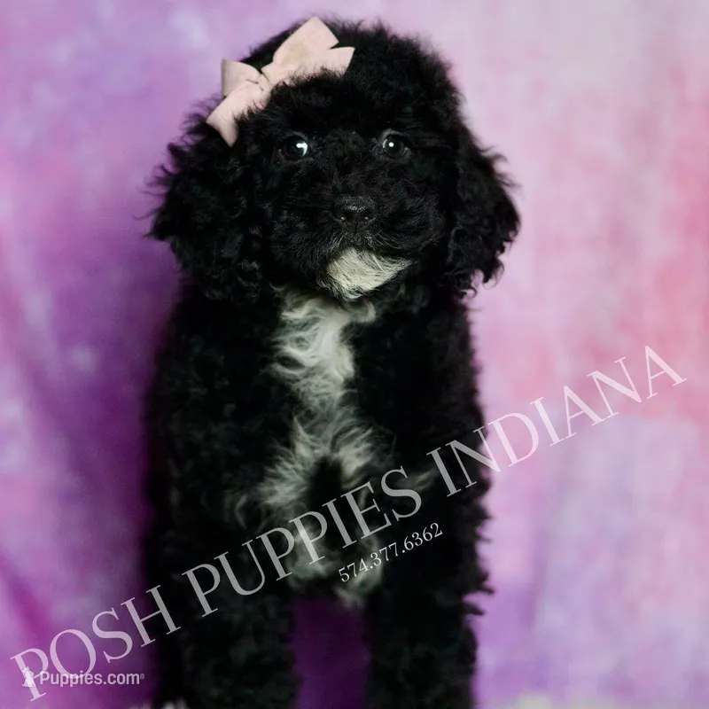AKC Esme – Poodle - Miniature  puppy for sale in Warsaw, IN