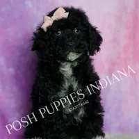 AKC Esme, a female Poodle - Miniature  for sale in Warsaw, IN – Photo 2 of 6